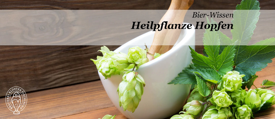 Heilpflanze Hopfen